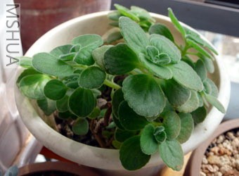 �������Ǥ���һ��,ժһƬ��ˮ�Ⱥ�����˼Ŷ