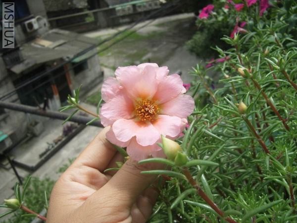 ������С RIMG0013.JPG