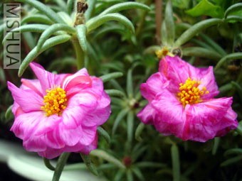 ������ذ��,�ذ�����ڲ�̫������