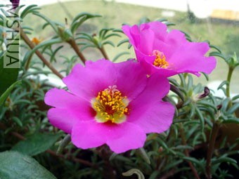 ������̫����,��Ȼ�ǵ���ģ�����ϲ��