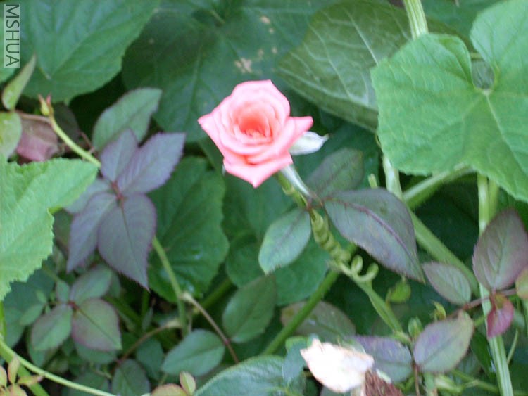 DSCN0053.JPG