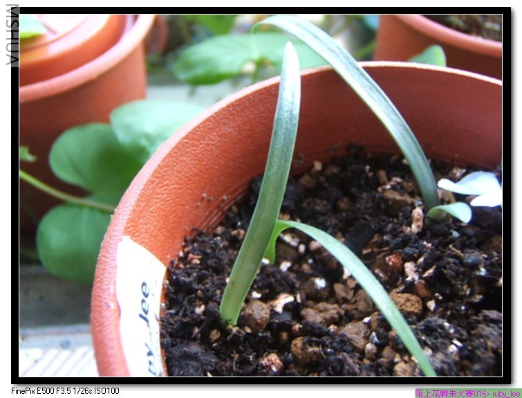 �ٳٲ�����Ҷ������