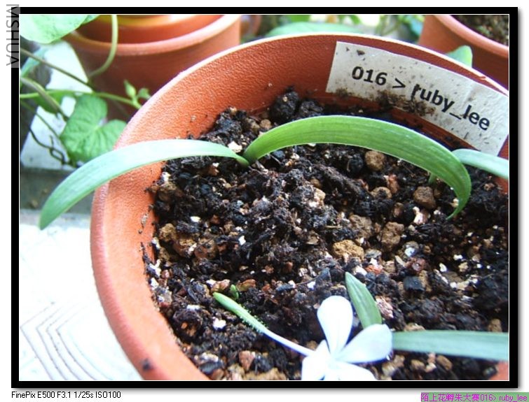 �ϴ���Ҷ��6���׳���0.6���׿���