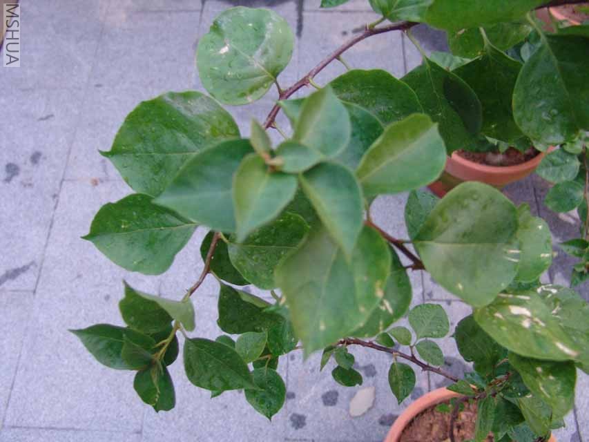 �ֲ�,����ʲôƷ��.����?�ذ�?