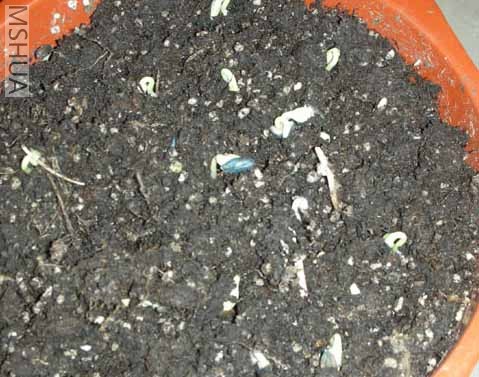 �������տ�