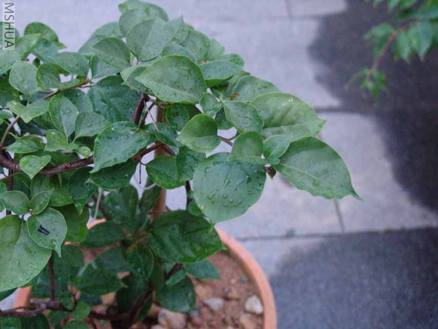 �ֲ�,����ʲôƷ��.����?�ذ�?