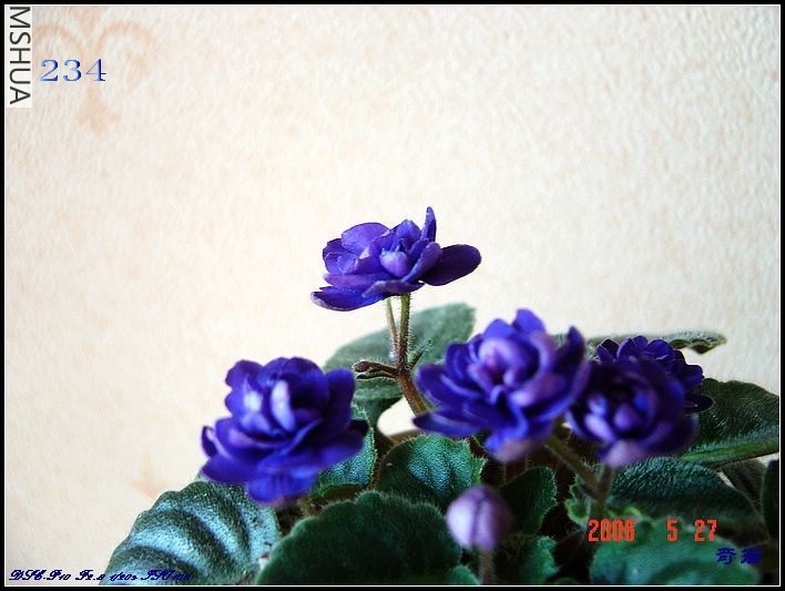 crubjke blue��С�����ذ����㣩.jpg