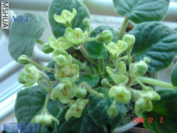 Emerald Love���׻��̱߱�׼��.jpg