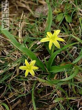 ������С С��÷��2.jpg