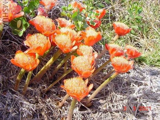 ������С Ѫ��4.jpg