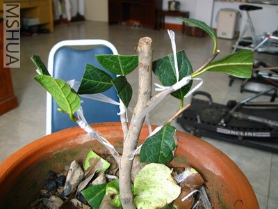 IMG_0066�Ķ�ʮ��.JPG