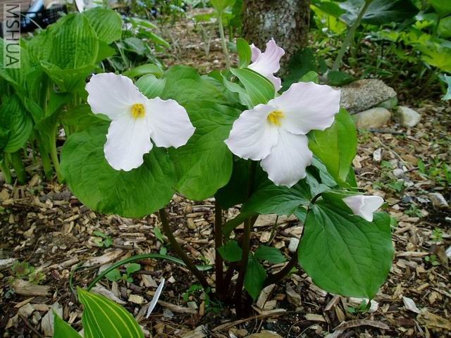 ������С �������.jpg