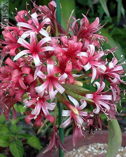 ������С ��β��2.jpg