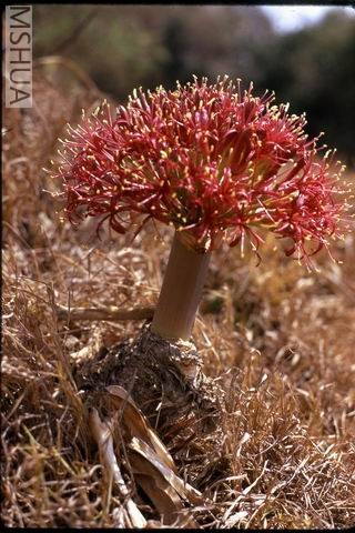 ������С ���绨2.jpg