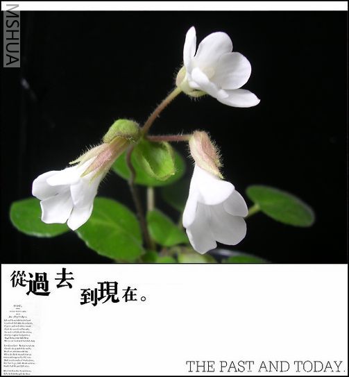 DSCN7375.JPG
