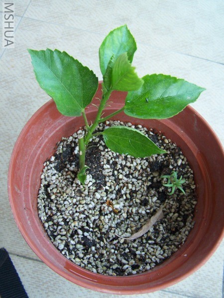 �����С��