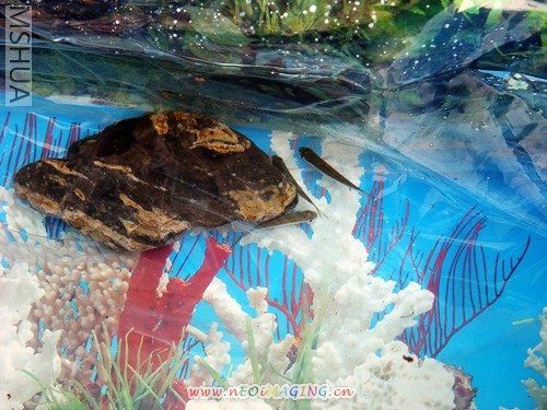 �ȷż���С��