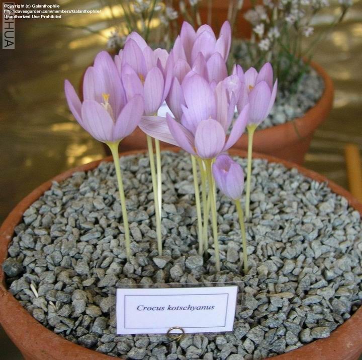 ������С ����۷��컨2.jpg