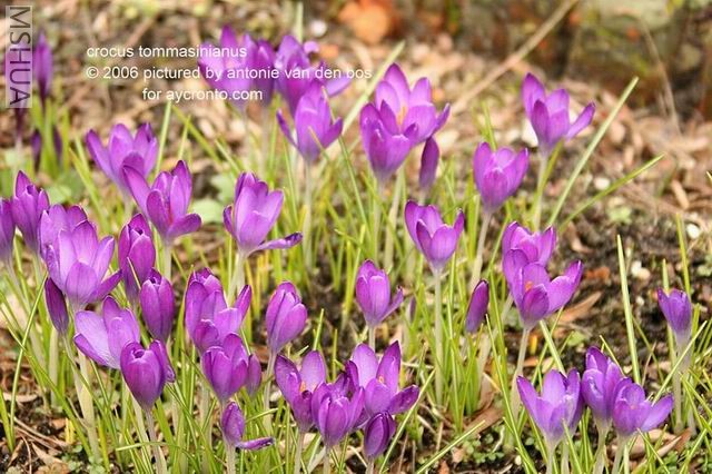 ������С �������ᷬ�컨2.jpg