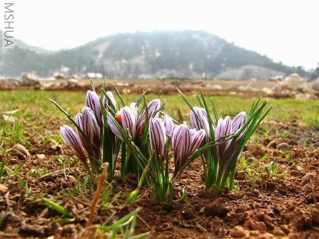 ������С ˫�����컨3.jpg