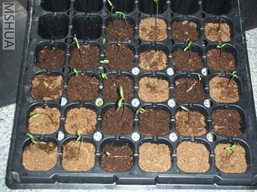 �Ѿ���ѿ�Ĳ�˹��