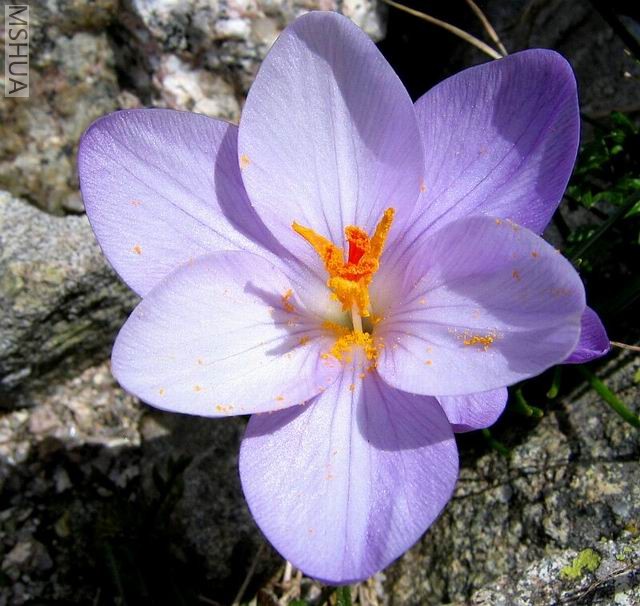 ������С �����η��컨.jpg