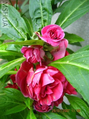 ��Ƭ 008_������С.jpg