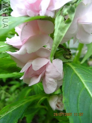 ��Ƭ 009_������С.jpg