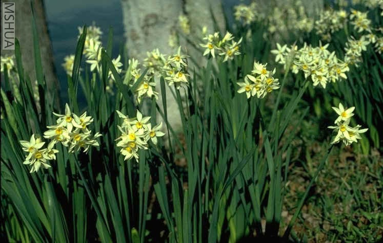Narcissustazettaitalicus.jpg