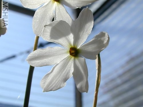 Narcissus elegans 1.jpg