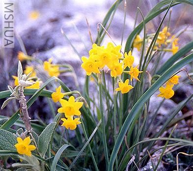 Narcissus baeticus.jpg