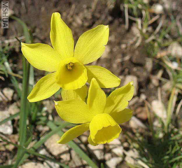 Narcissus assoanus 2.jpg