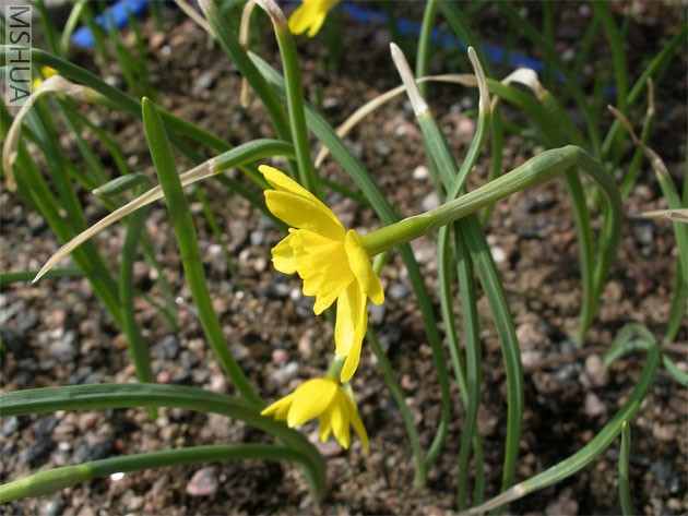 Narcissus marvieri.jpg