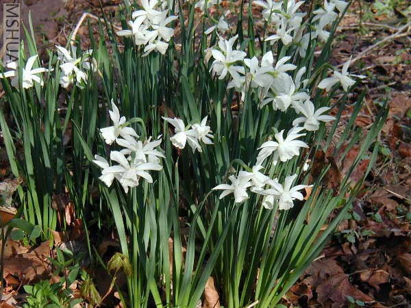 Narcissus - halia.jpg