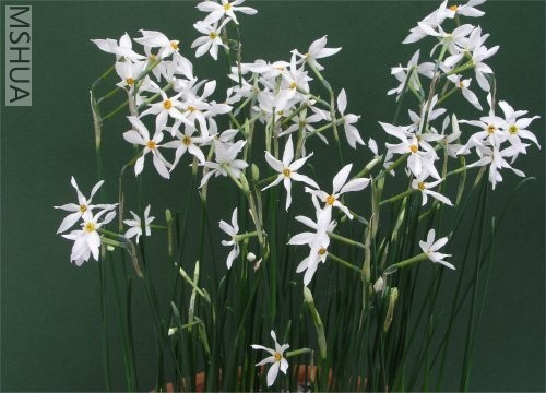 Narcissus serotinus.jpg