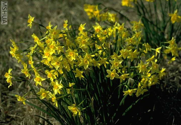 Narcissus intermedius 1.jpg