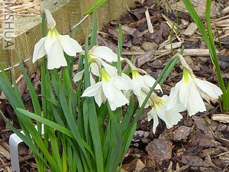 Narcissus moschatus 1.jpg
