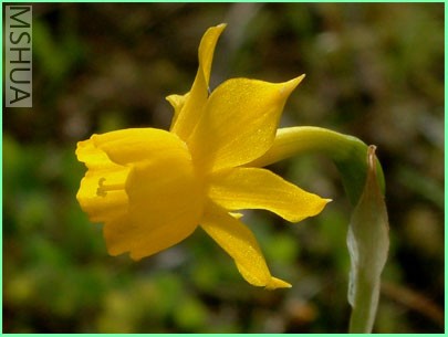 narcissus-gaditanus.jpg