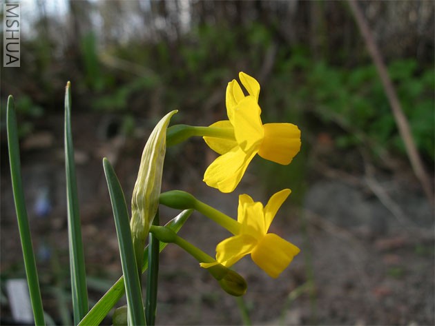 Narcissus calcicola 1.jpg