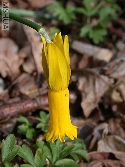 Narcissus cyclamineus 2.jpg