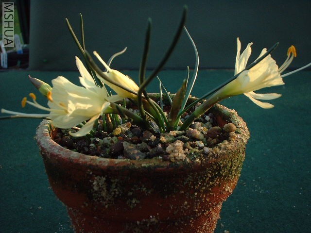 Narcissus hedraeanthus.jpg
