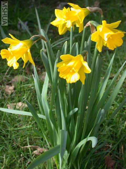 Narcissus obvallaris.jpg