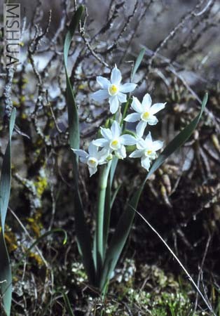 Narcissus tortifolius.jpg