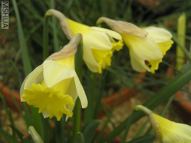 Narcissus eugeniae.jpg