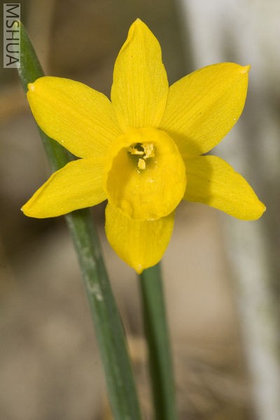Narcissus calcicola.jpg