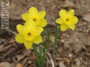 Narcissus_rupicola.jpg