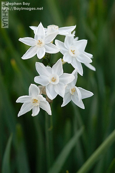 narcissus papyraceus 2.jpg