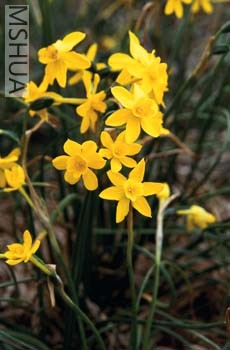 narcissus henriquesii.jpg