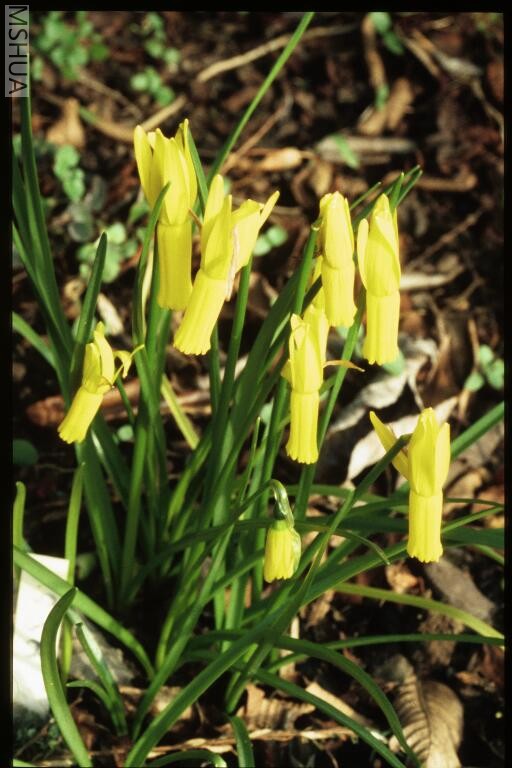 Narcissus cyclamineus 1.jpg