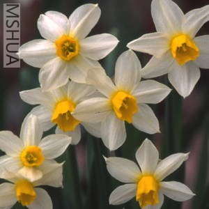 Narcissus macleayi.jpg